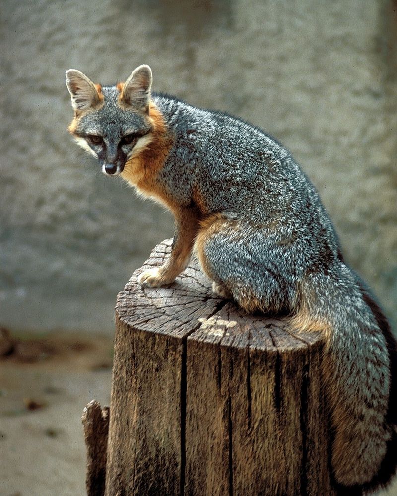 Texas Hill Country: Fox Territory