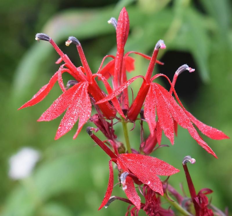 Cardinal Flower