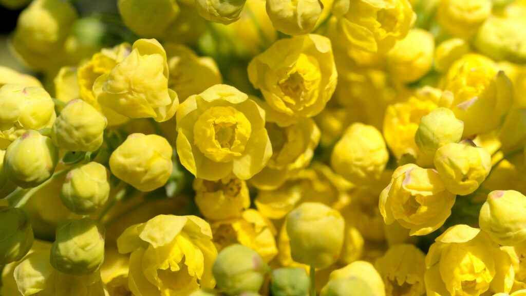 Oregon Grape