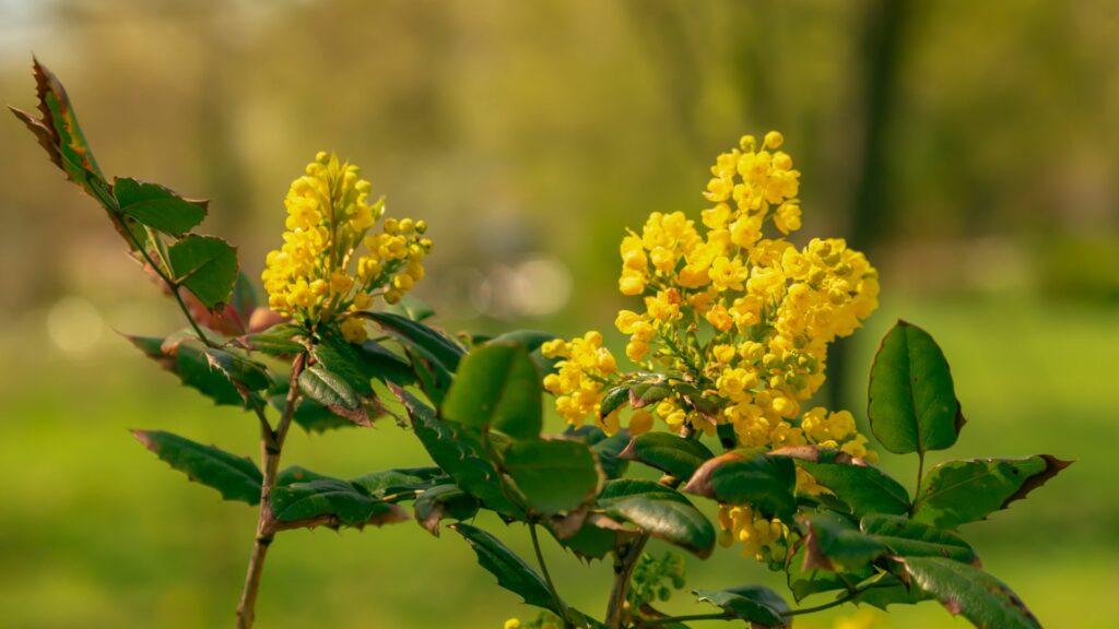 Oregon Grape