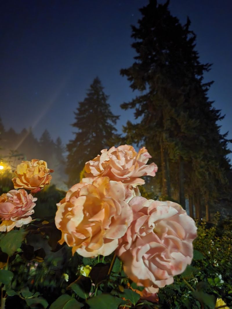 Nighttime Water Absorption Monitoring