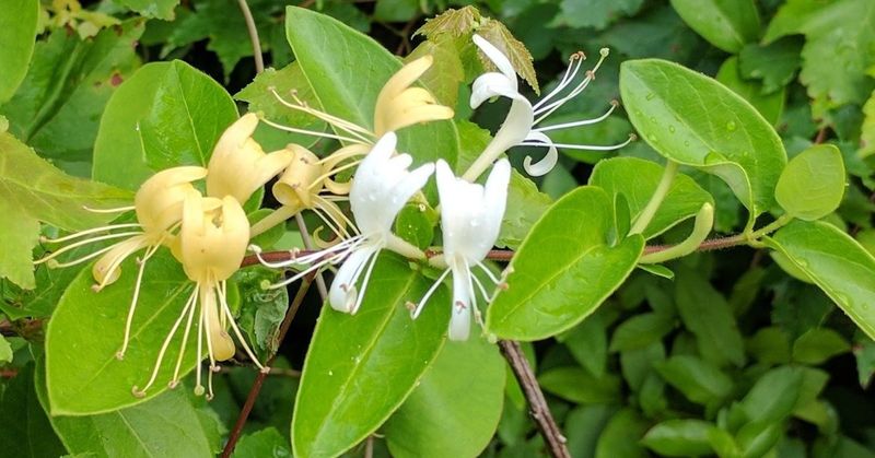 Japanese Honeysuckle: Sweet Deception