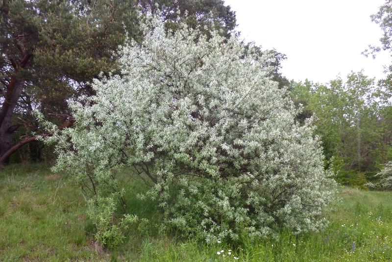 Russian Olive: The Desert Invader