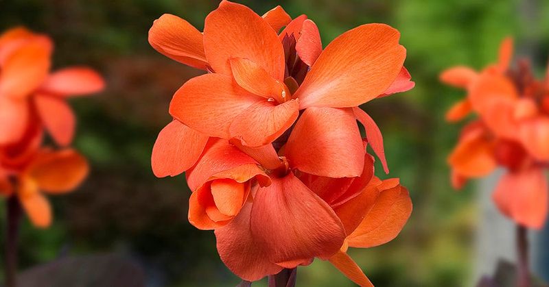 Canna Lilies
