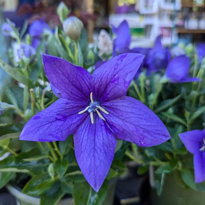 Balloon Flower (Platycodon)