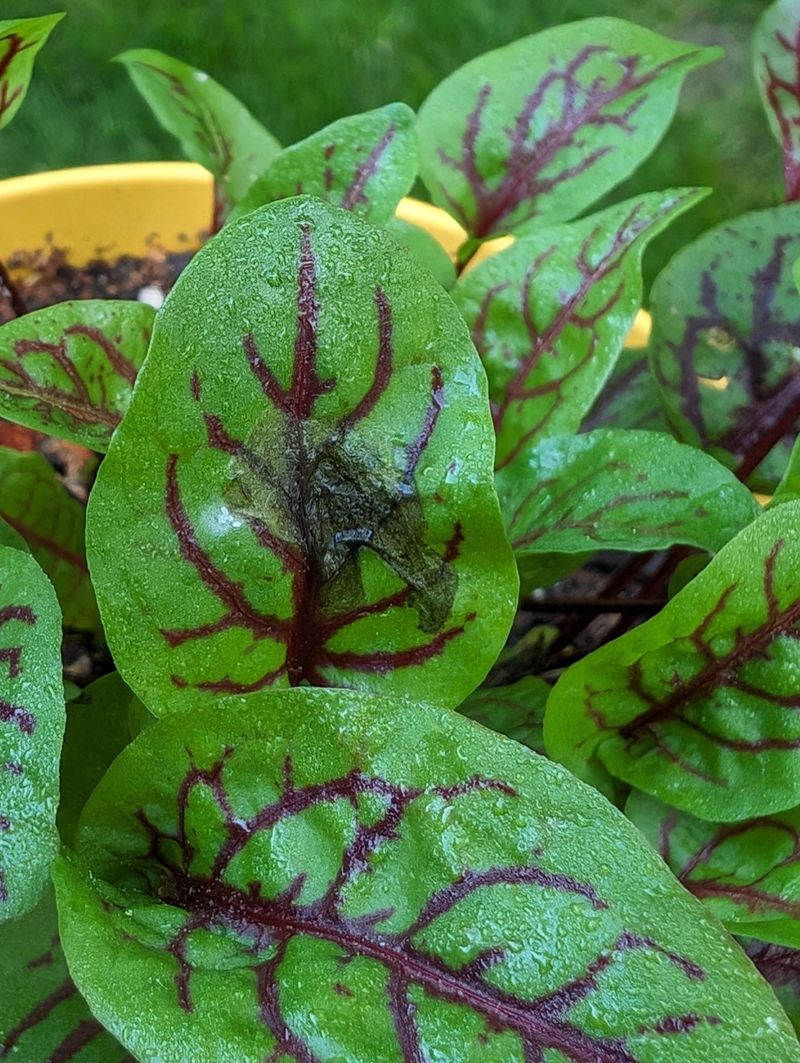 Red-Veined Sorrel