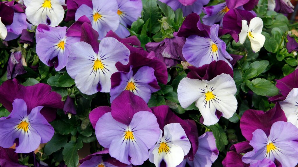 Ornamental Pansies