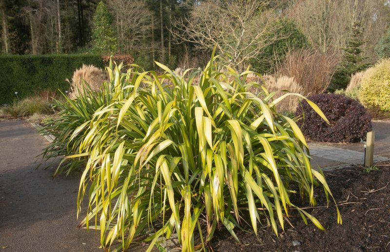 New Zealand Flax - The Architectural Accent