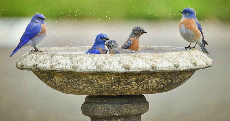 Bigger Birdbaths Attract More Species