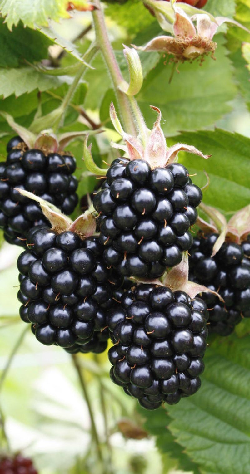 Thornless Blackberry