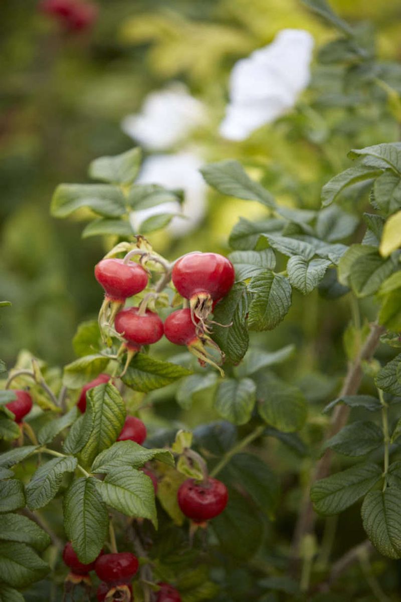 Rugosa Roses