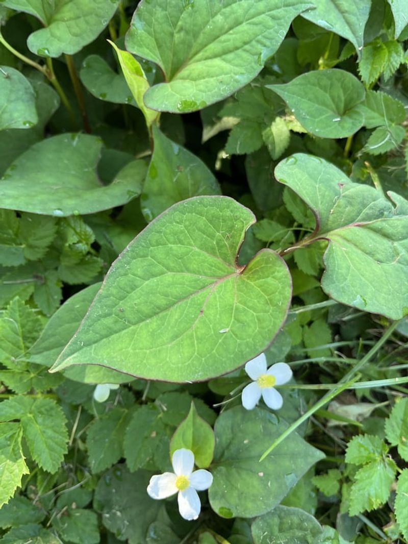 Invasive Plant Species