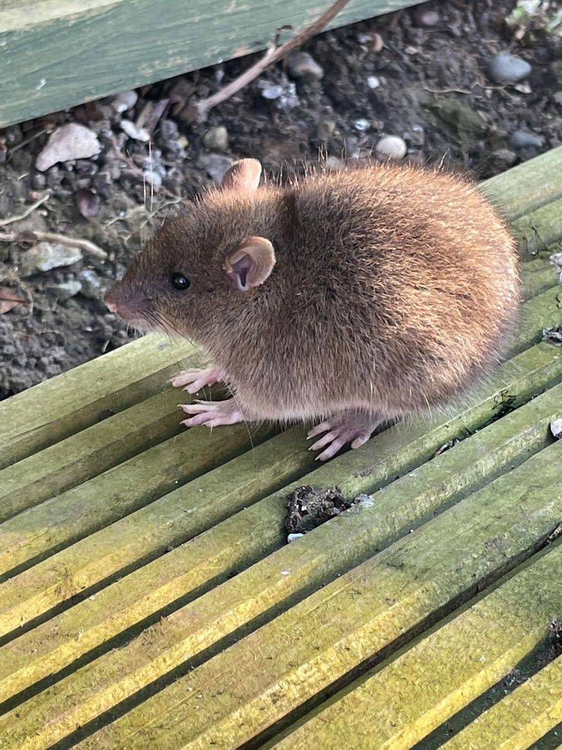 Rodent Populations