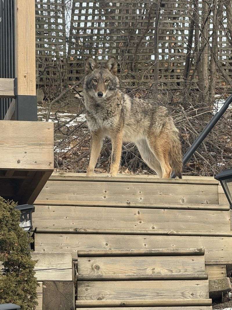 Female Coyotes in Heat