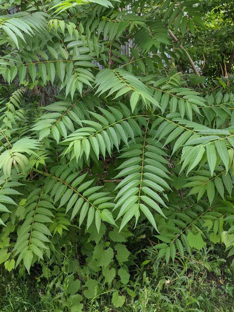 Invasive Plant Species