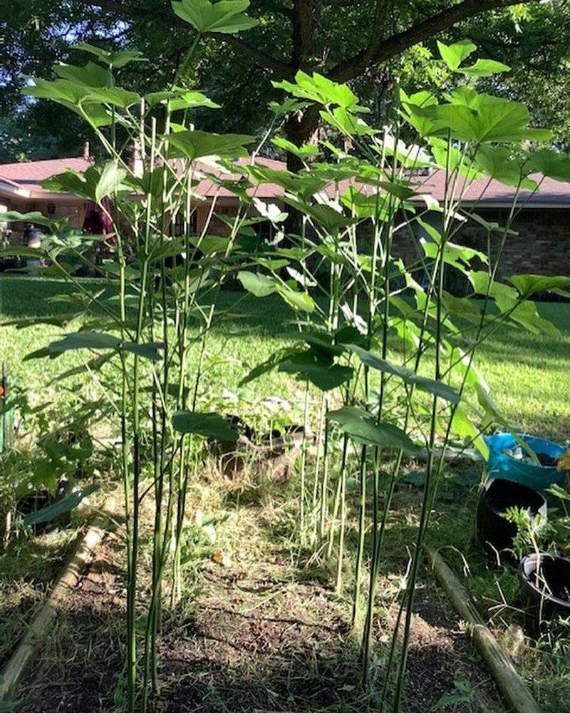 Pruning During Peak Heat