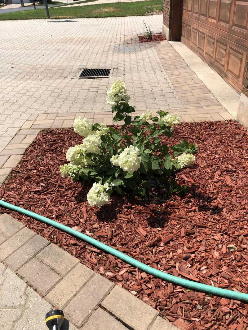 Overlooking Mulch Importance