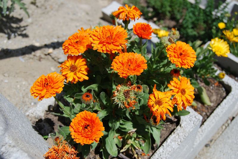 Reduced Flowering Rate