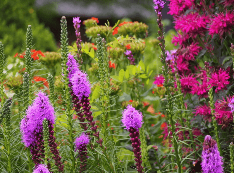 Choosing The Wrong Plants For Your Climate