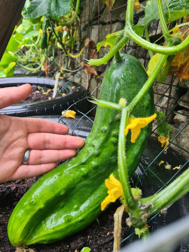 Hand Pollination