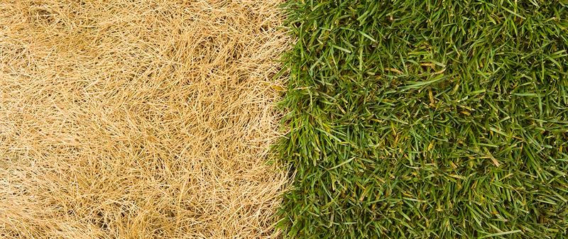 Mowing When Grass is Dormant