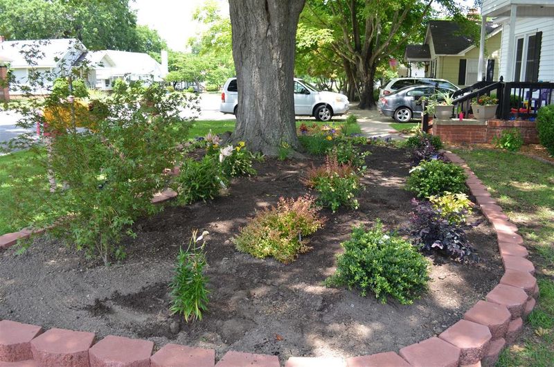 Scattered Mulch Islands Around Trees
