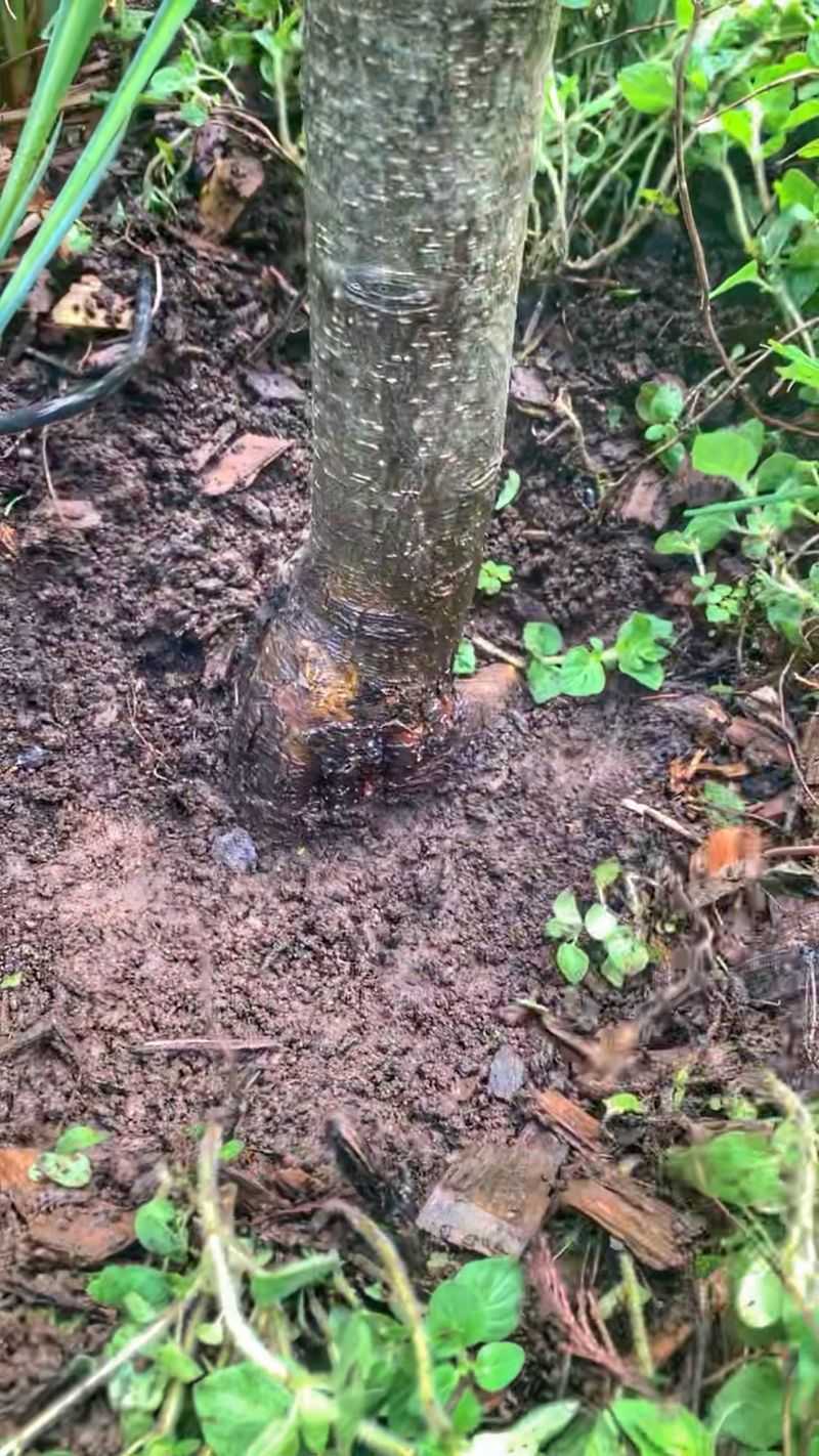 Improper Tree Planting
