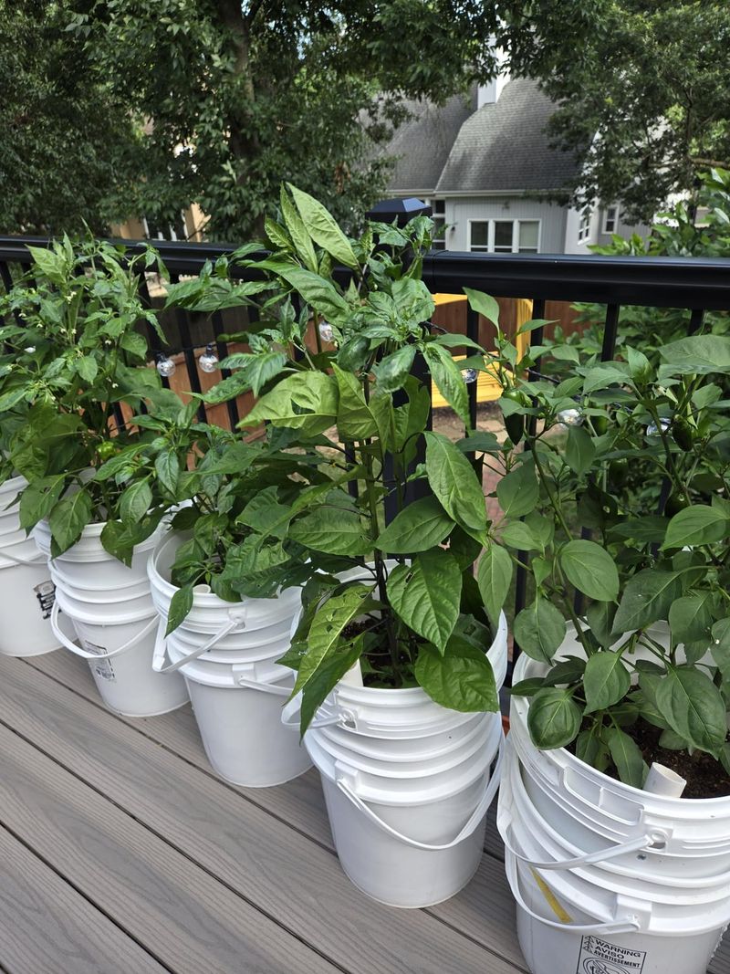 Ignoring Mature Plant Sizes