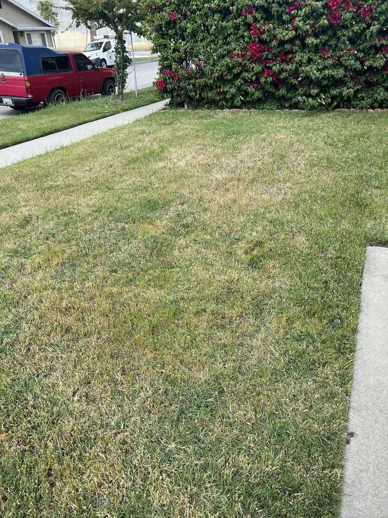 Feed Your Lawn