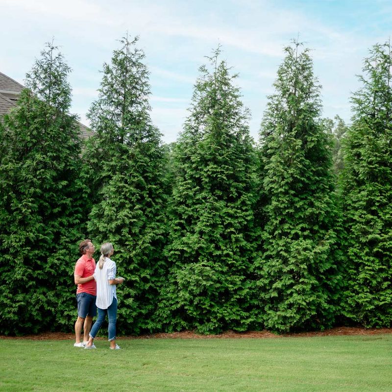 Privacy Walls Of Fast-Growing Trees