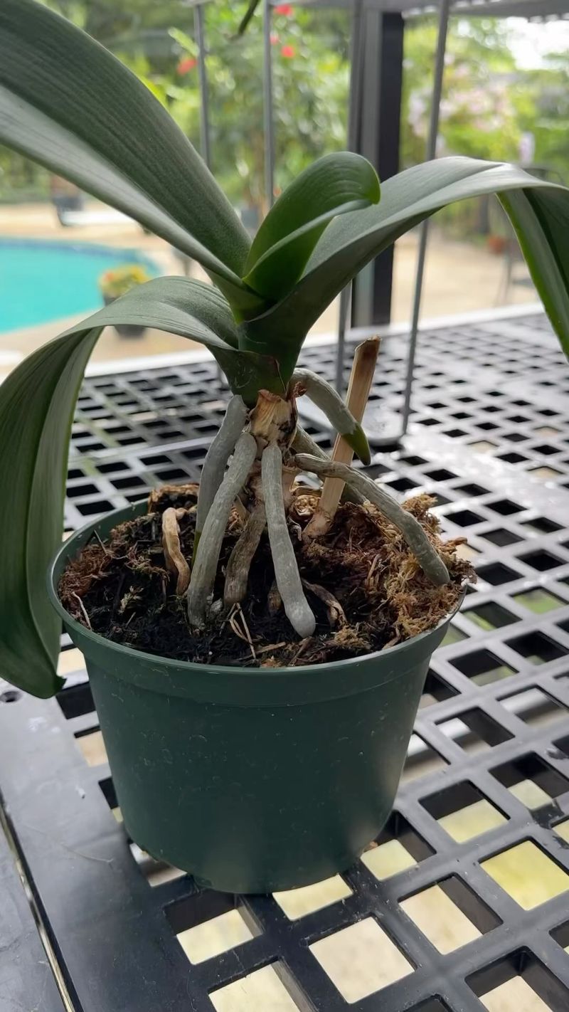 Wrong Potting Medium
