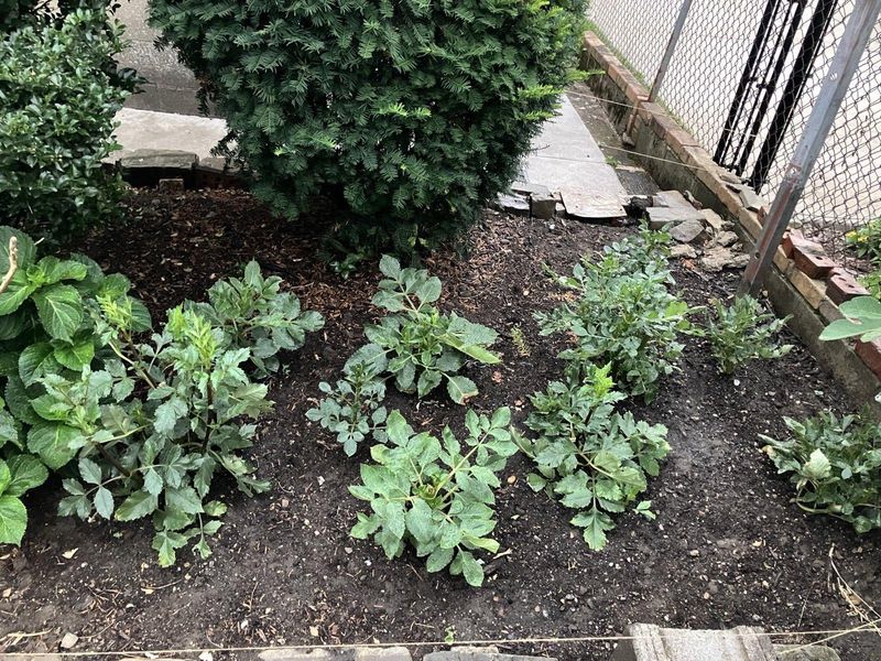Planting Too Close Together