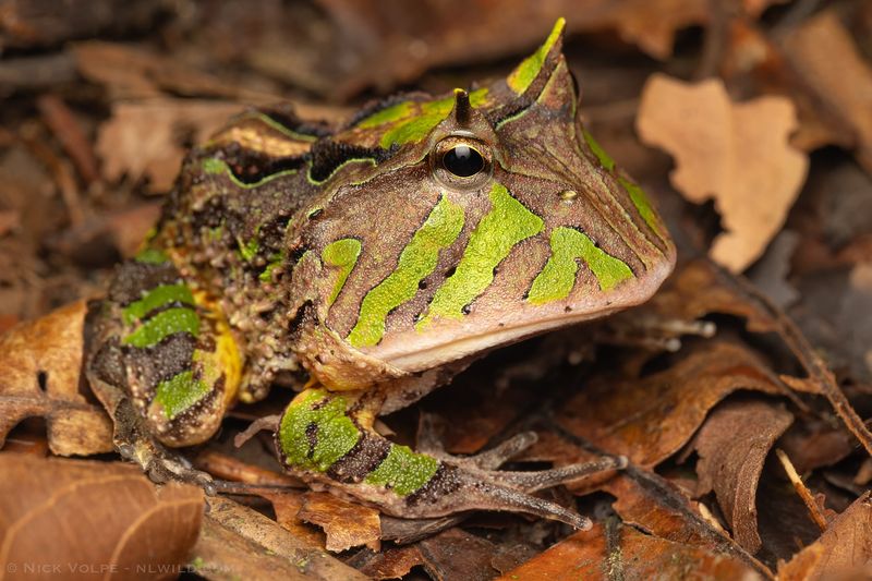 Frogs