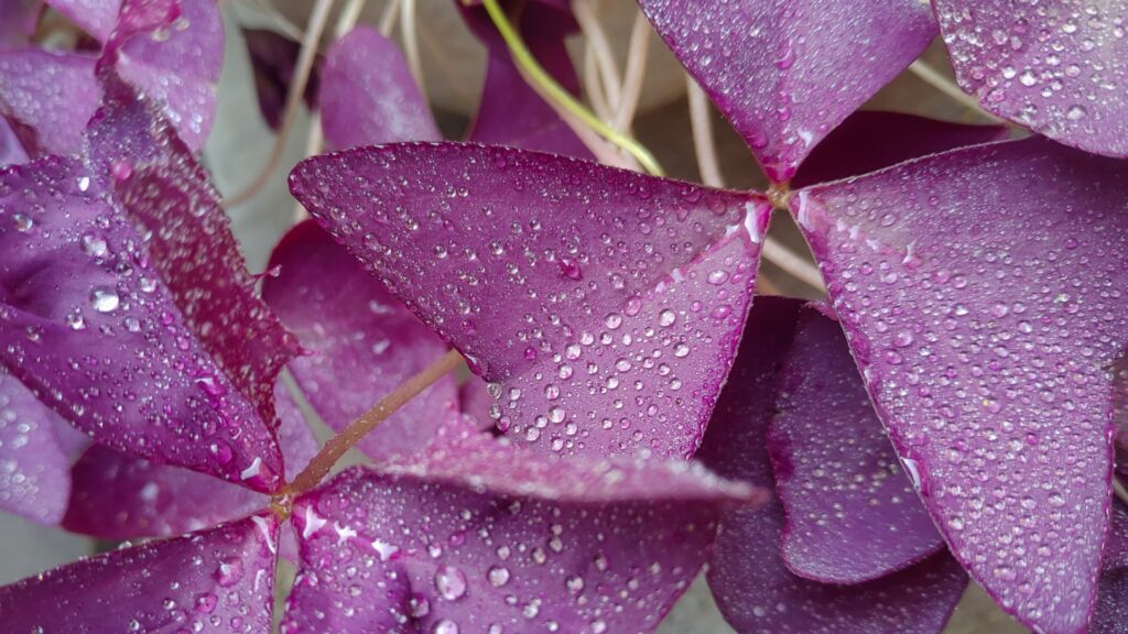 oxalis