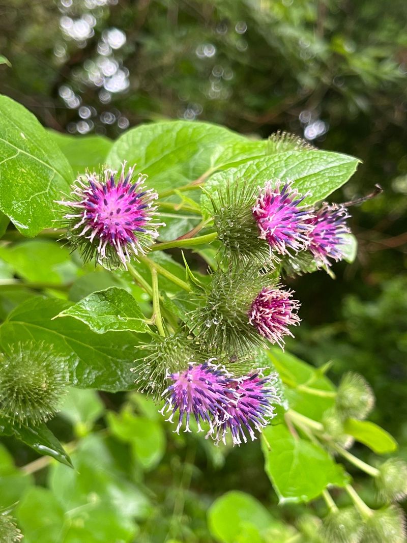 Burdock (Arctium spp.)