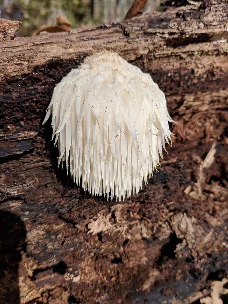 Lion's Mane (Hericium erinaceus)
