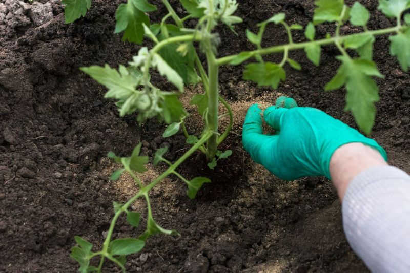 Sandy Soil PH Strategies