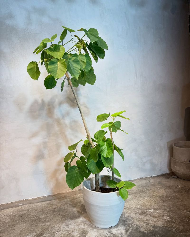 Ficus Umbellata
