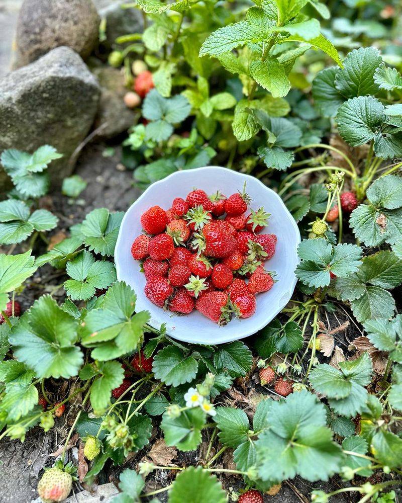 Strawberries