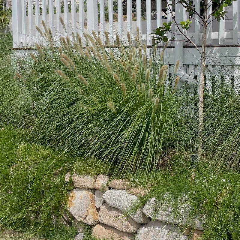 Strategic Ornamental Grass Placement