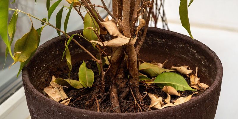 Sudden Leaf Drop Indicating Stress