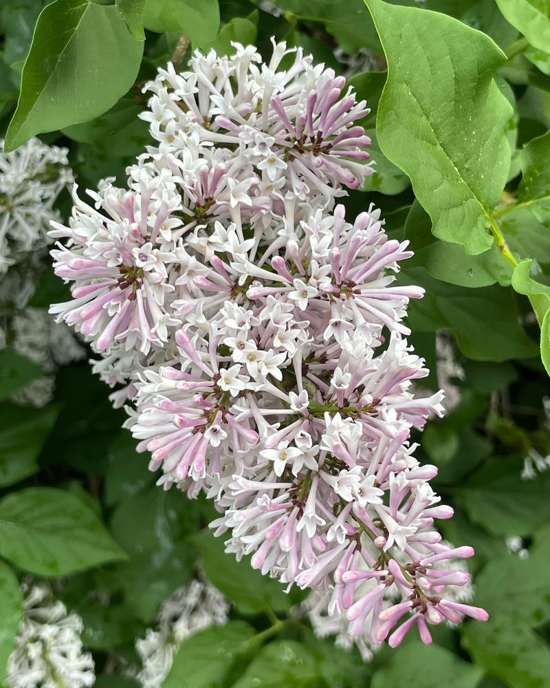 Minuet Lilac