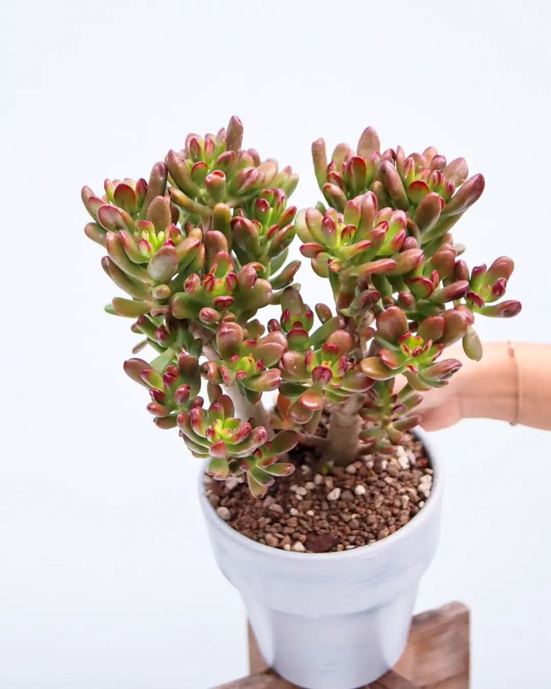 Crassula Ovata 'Hobbit'