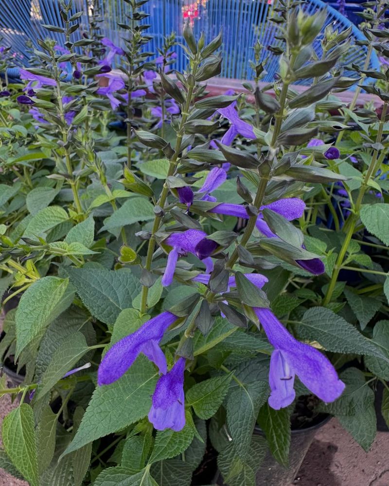 Salvia