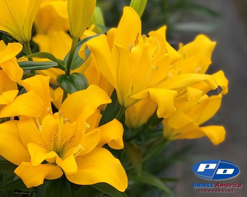 Yellow Lilies: Fragrant Focal Points