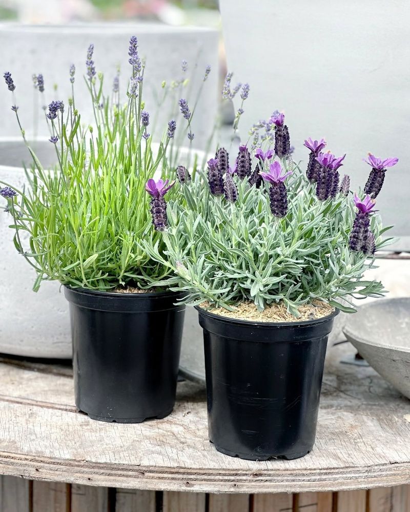 Lavender: The Fragrant Purple Spikes