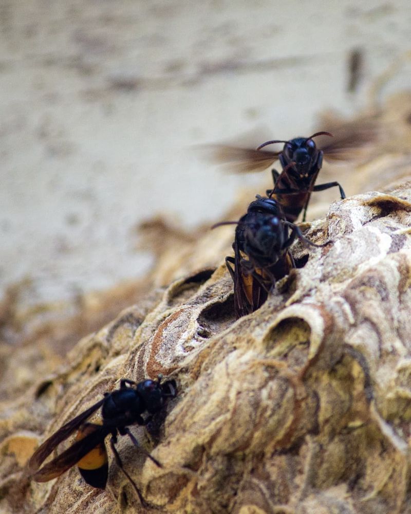 Hornets