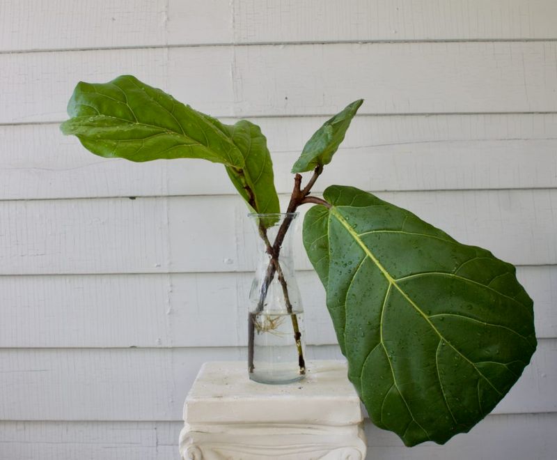 Fiddle Leaf Fig