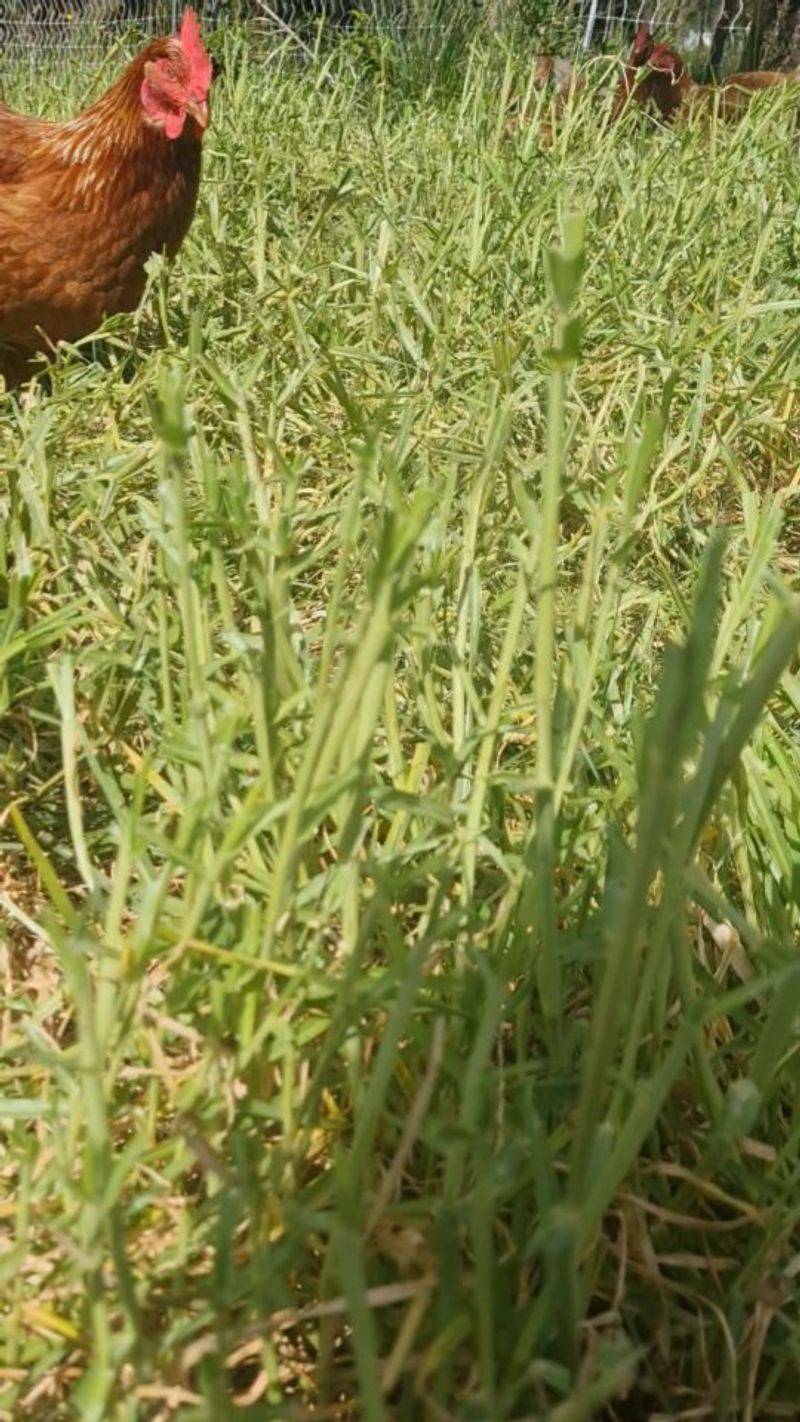 Seed Consumption