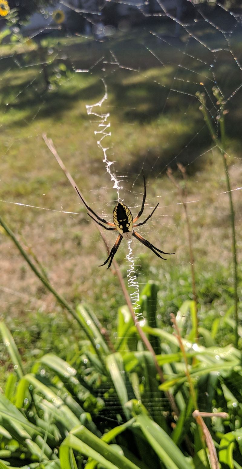 Spiders: Web-Spinning Pest Catchers